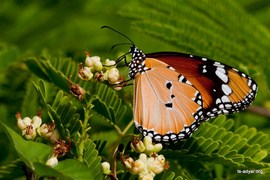 Schools of butterflies may be seen in season